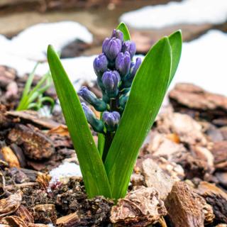 Hyacinth sprouting from snow-covered mulch