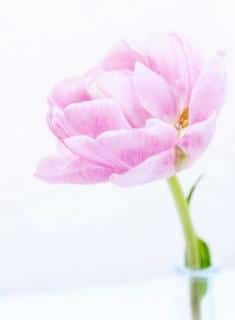 Peony tulip in a vase