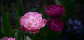Planting and caring for peony tulip
