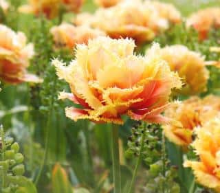 Frizzled variety of peony tulip along with other varieties