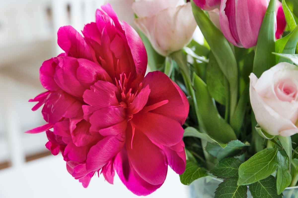 Large double flowers characterize peony tulip