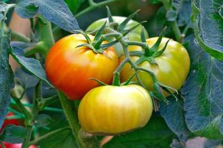 Pineapple tomato, a large tomato