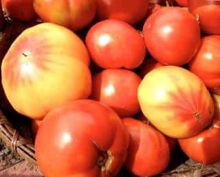 Harvest of pineapple tomatoes