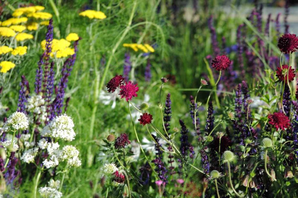 Various plants that thrive in full sun