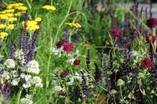 Various plants that thrive in full sun