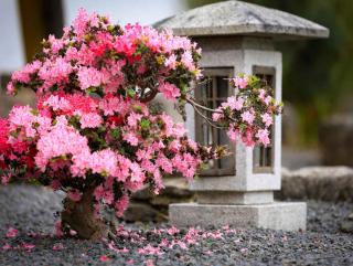 Pozzolana is a water-retaining mineral mulch