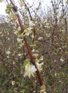 Sprigs are covered in flowers. Wait for them to fall before pruning