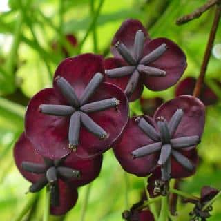 Four maroon red Akebia flowers