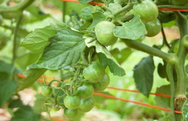 Tomato with suckers left on the plant