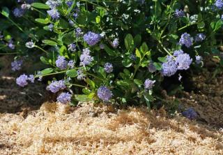 Soap bush is a shrub which benefits of sawdust mulch
