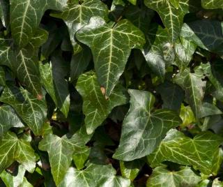 Shiny ivy leaves