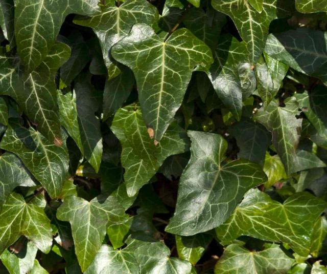 Shiny ivy leaves