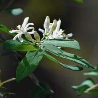 White blooming honeysuckle vine