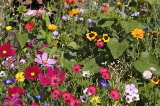 Easy perennials to decorate flower beds
