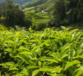 Harvesting tea leaves when young