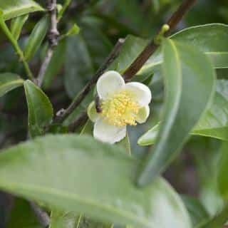 Tea tree planting and blooming