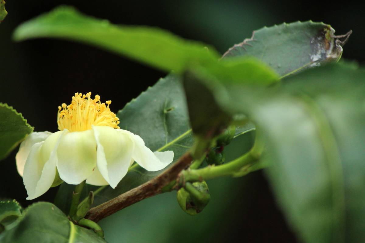 Tea tree, the tree that grows leaves for tea