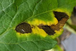 Black necrosis on leaves with a yellow border are the marks of alternaria, or early blight, on tomato plants