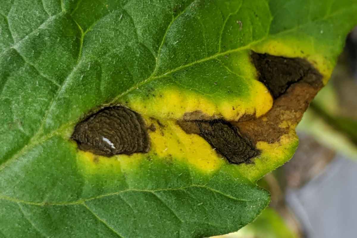 Black necrosis on leaves with a yellow border are the marks of alternaria, or early blight, on tomato plants