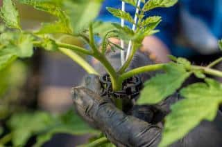 Sucker tomato staking or not