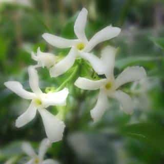 Flowers of Trachelospermum are fabulous