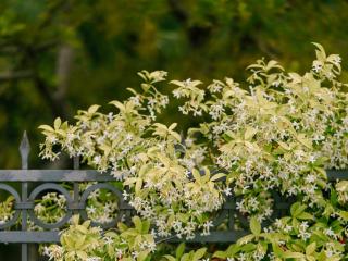 How to plant Trachelospermum jasminoides