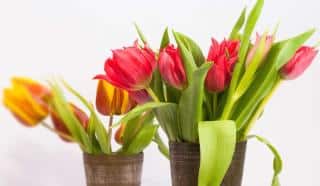 Two tulip bouquets in terra cotta vases
