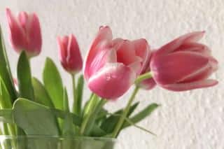 Cut tulips in a vase
