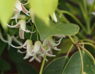 Stauntonia hexaphylla is a rare but noteworthy evergreen vine