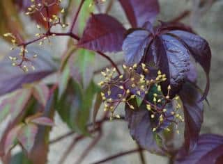 Virginia creeper is deciduous and will provide shade in summer