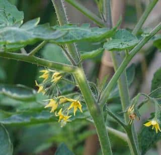 What are suckers on a tomato plant