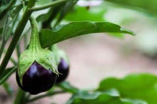 Eggplant needs pruning to bear well