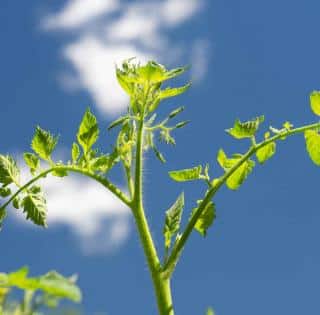 Tomato branch with clear suckers and flower branch