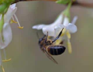 Pollinators love this winter honeysuckle for the food it provides in this season