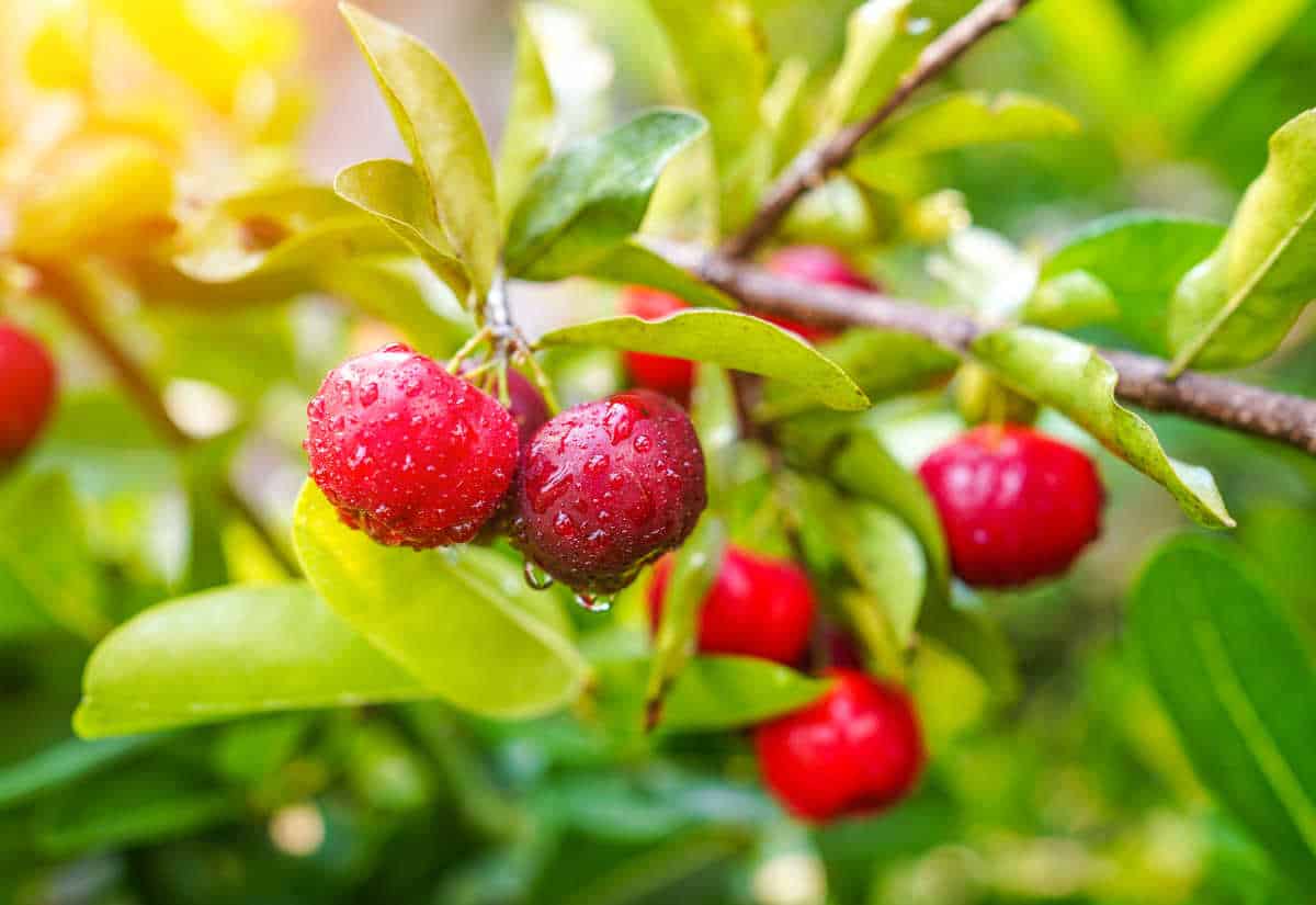 Acerola berry