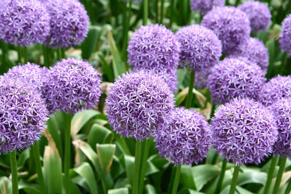 Allium giganteum