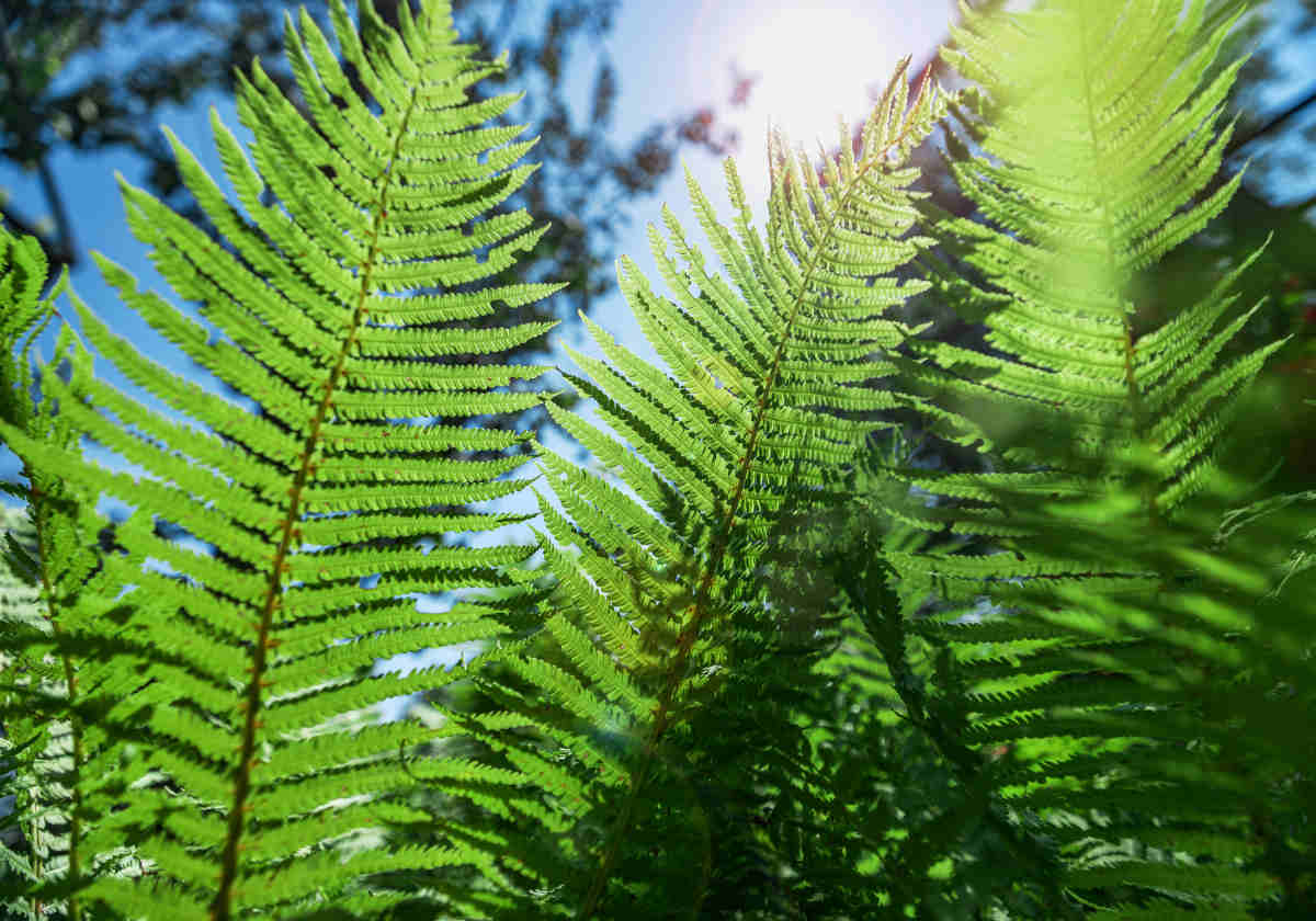 Athyrium