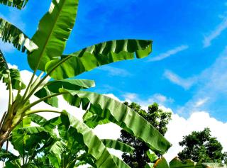 Banana tree plant