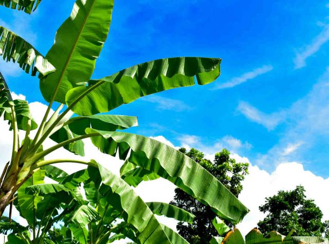 Banana tree plant