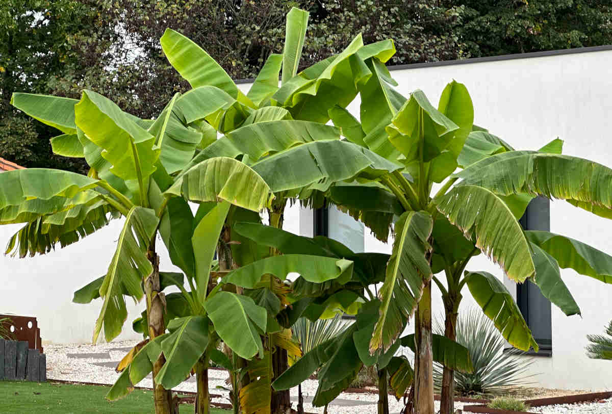 Banana trees