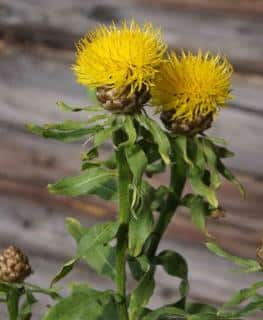 Large yellow centaurea macrocephala flowers