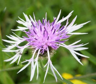 Centaurea montana is a cute two-colored variety