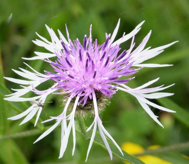 Centaurea montana is a cute two-colored variety