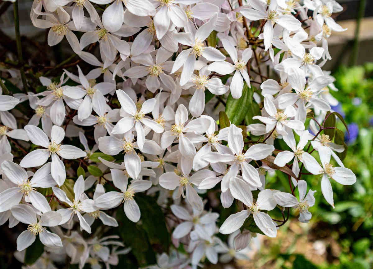 Clematis armandii