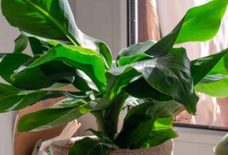 Indoor Banana tree