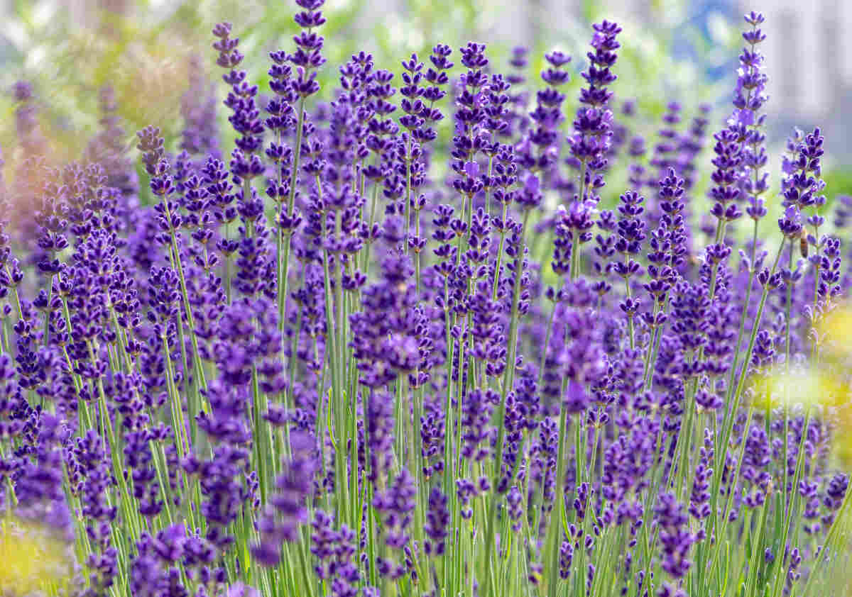 Lavandula angustifolia - true lavender