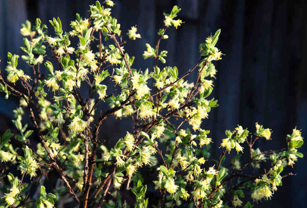 Lonicera standishii - winter honeysuckle