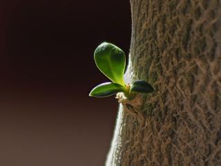 Planting desert rose