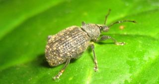 Adult otiorhynchus beetle, here a black vine weevil