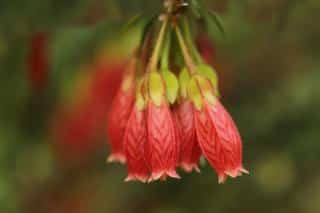 Row of agapetes flowers seen from the front view (Himalayan lantern)